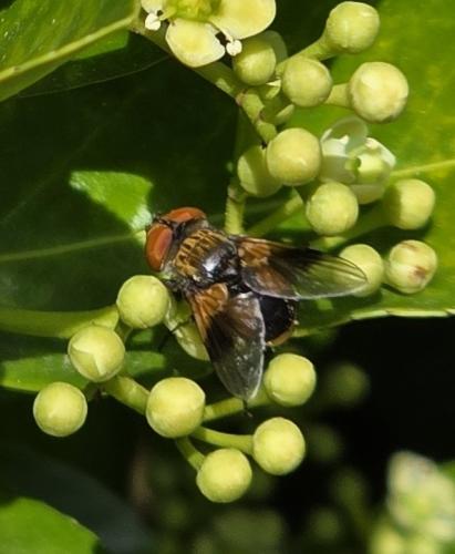 Ectophasia sp.